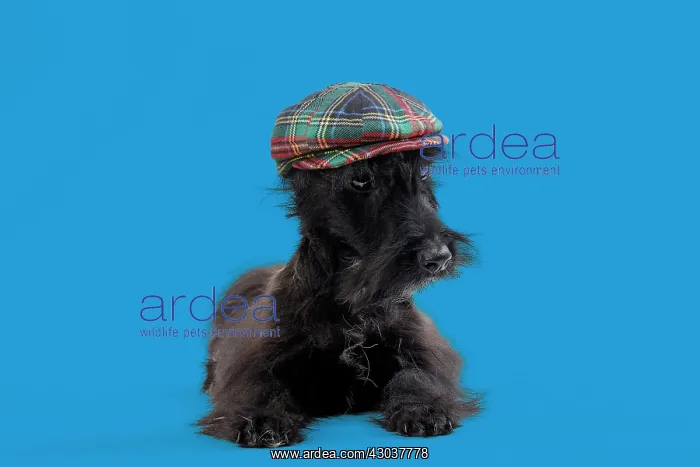 : Dog - Scottish / Aberdeen Terrier wearing tartan : Dog - Scottish / Aberdeen Terrier wearing tartan