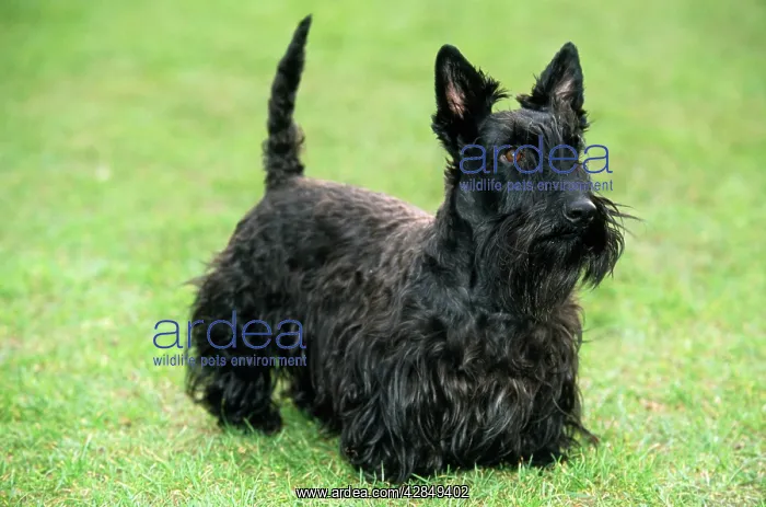: DOG - Scottish Terrier, standing on the grass : DOG - Scottish Terrier, standing on the grass