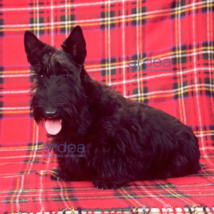 : DOG - Scottish Terrier - on Tartan Background : DOG - Scottish Terrier - on Tartan Background