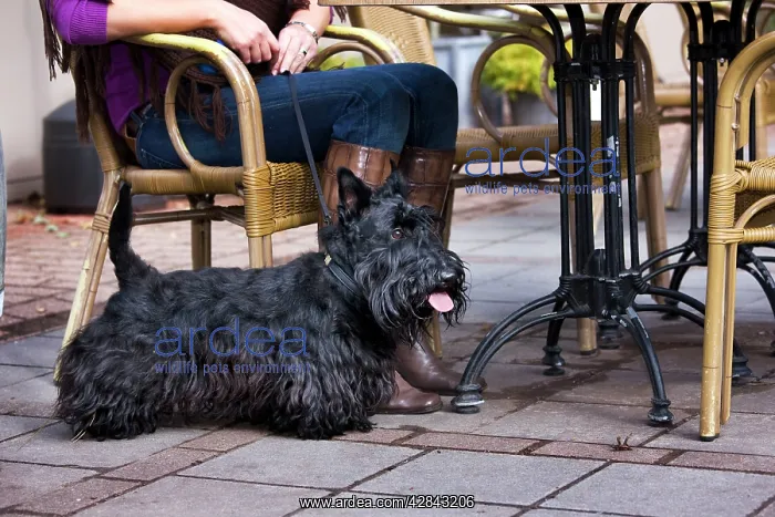 : Dog - Scottish terrier at terrace : Dog - Scottish terrier at terrace
