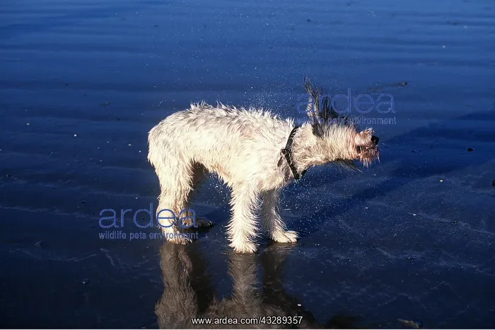 : DOG - SHAKES ITSELF ON BEACH : DOG - SHAKES ITSELF ON BEACH