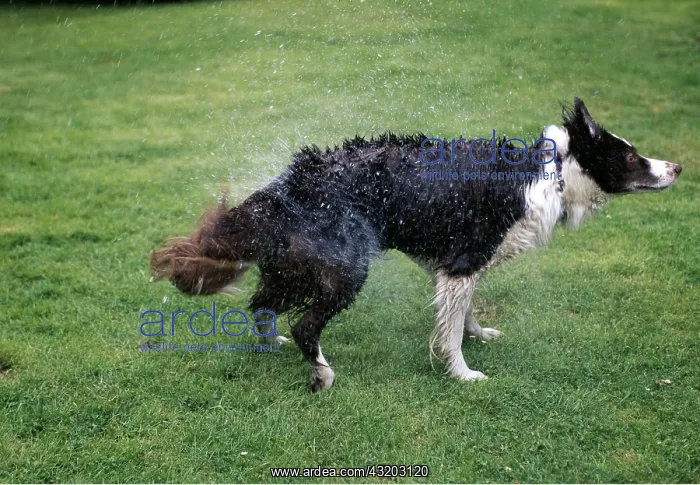 : DOG - Shaking itself : DOG - Shaking itself