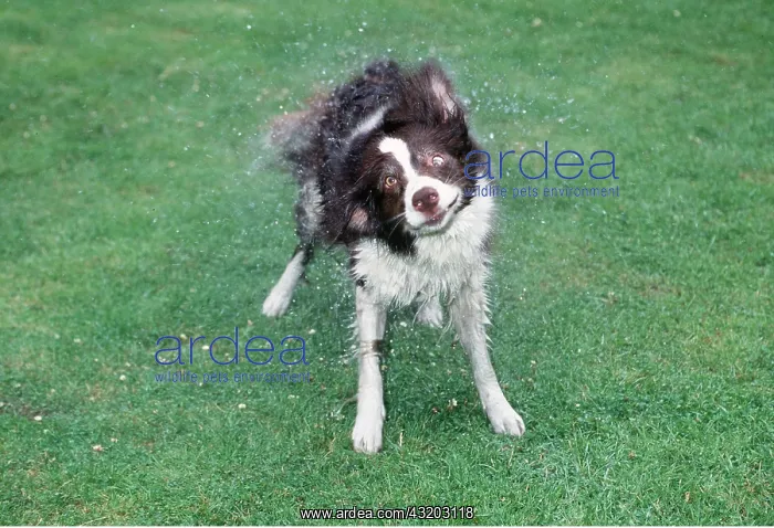: DOG - shaking water out of coat in garden : DOG - shaking water out of coat in garden
