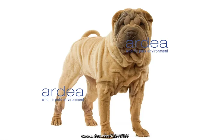  : Dog - Shar Pei