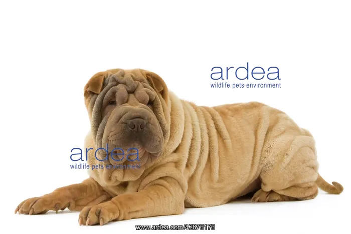  : Dog - Shar Pei