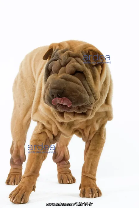  : Dog - Shar Pei