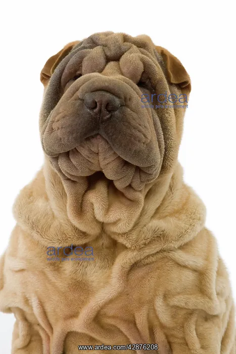  : Dog - Shar Pei