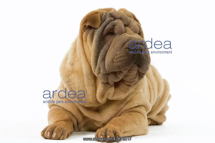  : Dog - Shar Pei