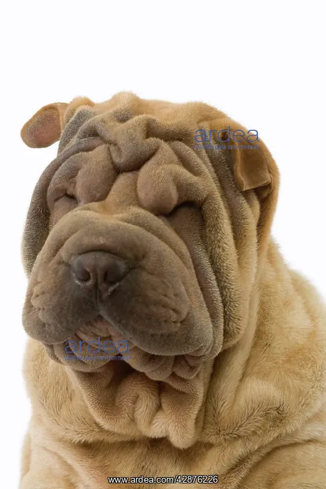  : Dog - Shar Pei