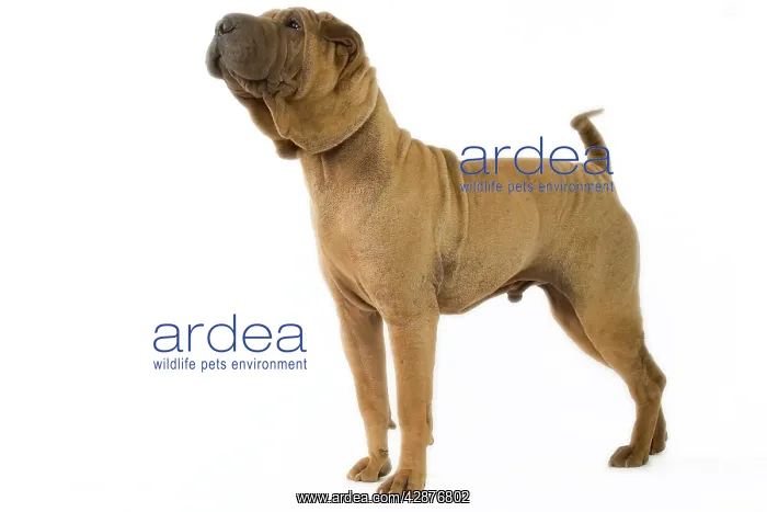  : Dog - Shar Pei