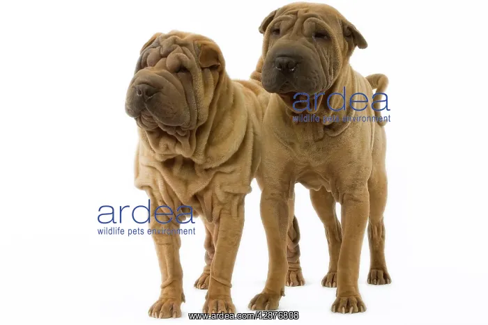  : Dog - Shar Pei