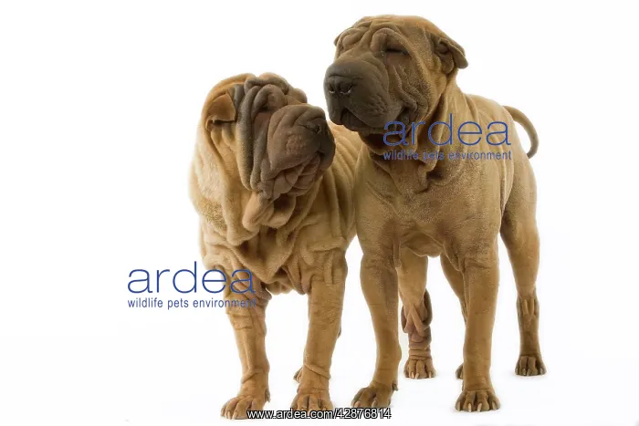  : Dog - Shar Pei