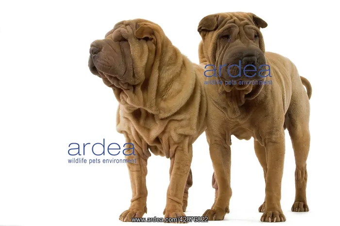  : Dog - Shar Pei