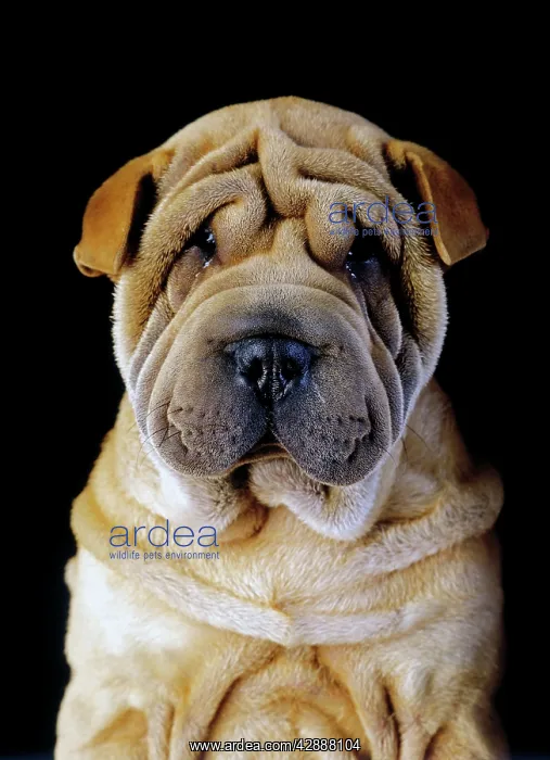  : Dog - Shar pei