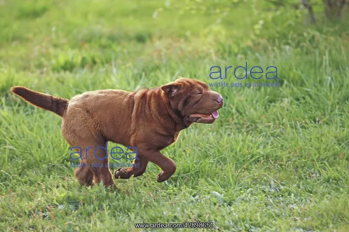  : Dog - Shar Pei