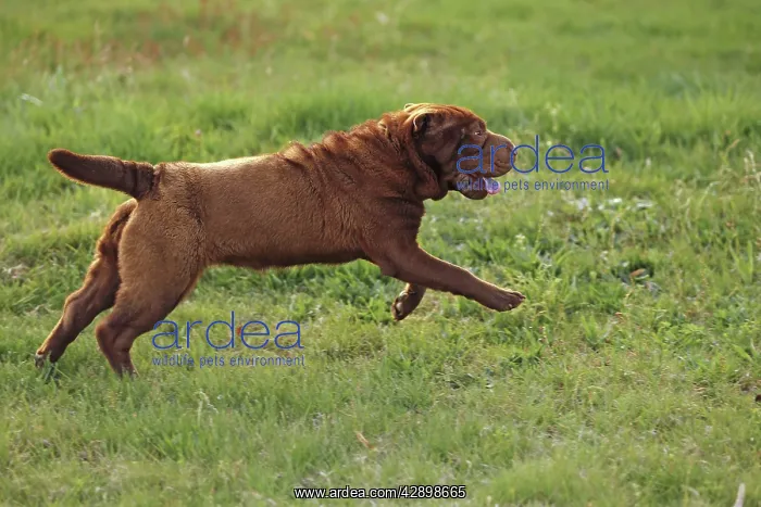  : Dog - Shar Pei