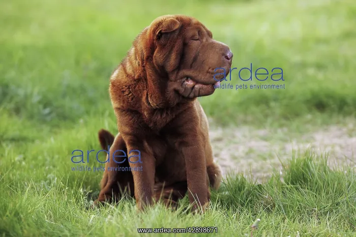  : Dog - Shar Pei