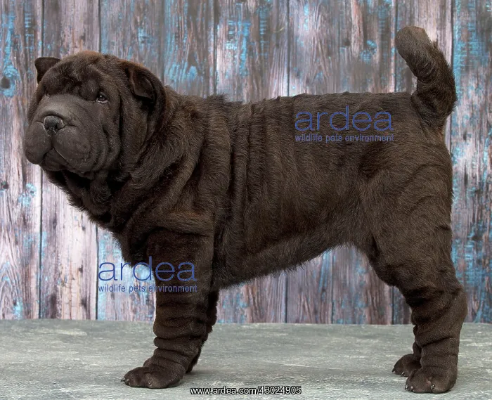  : Dog Shar Pei