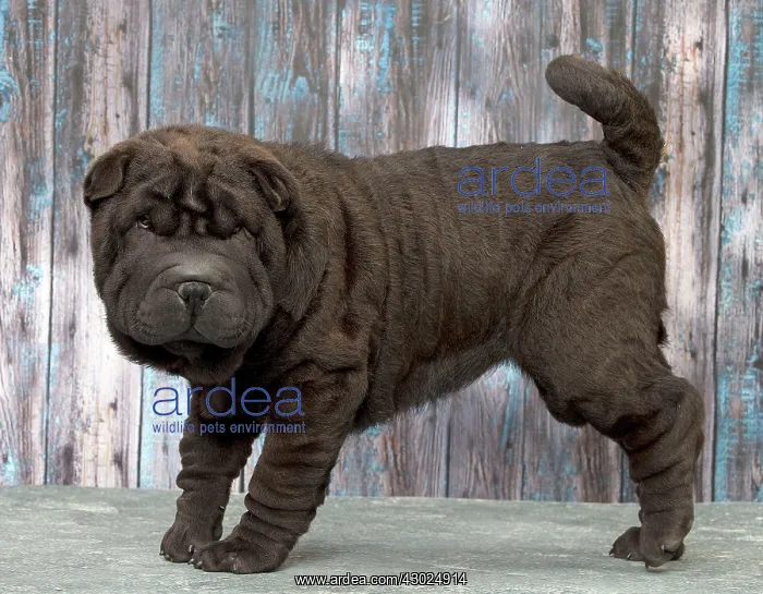  : Dog Shar Pei