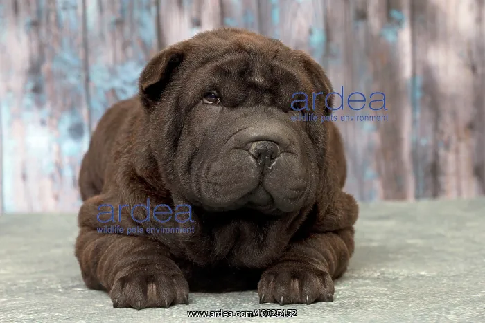  : Dog Shar Pei