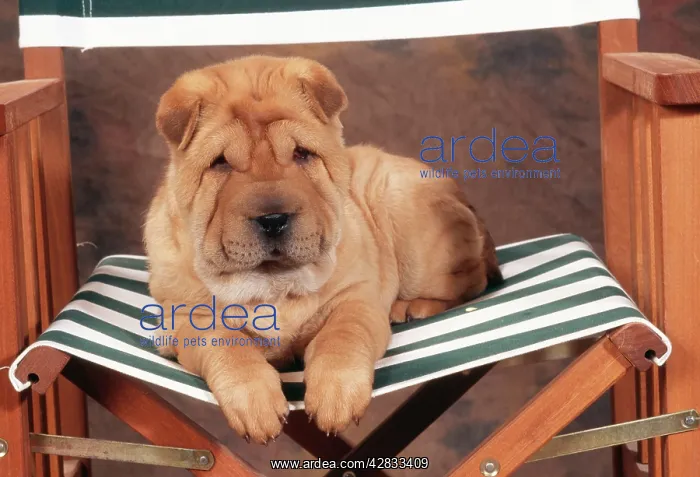 : DOG - Shar Pei on directorIs chair : DOG - Shar Pei on directorIs chair