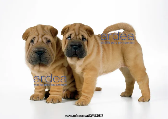  : DOG - Two Shar Pei puppies