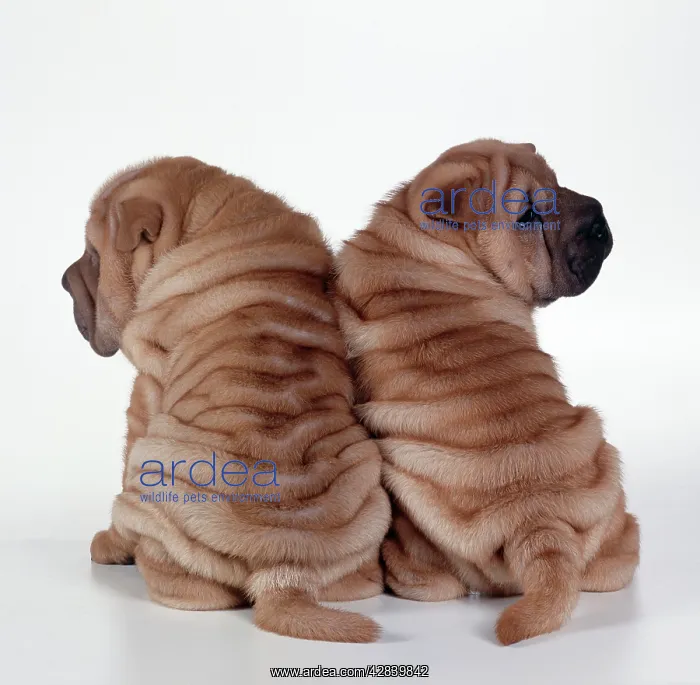  : DOG - two Shar Pei puppies, back to back
