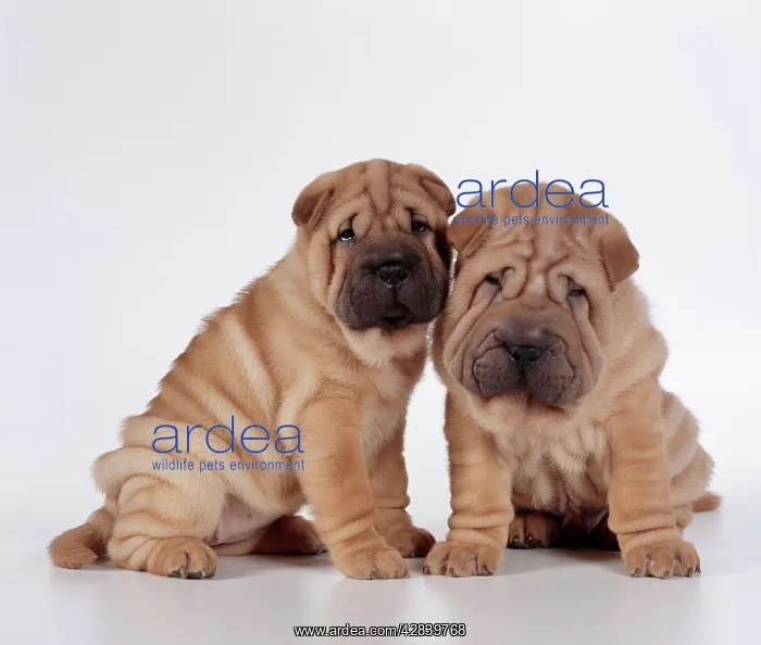  : DOG - two Shar Pei puppies, sitting