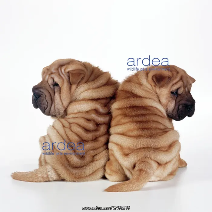  : DOG - two Shar Pei puppies sitting, back to back