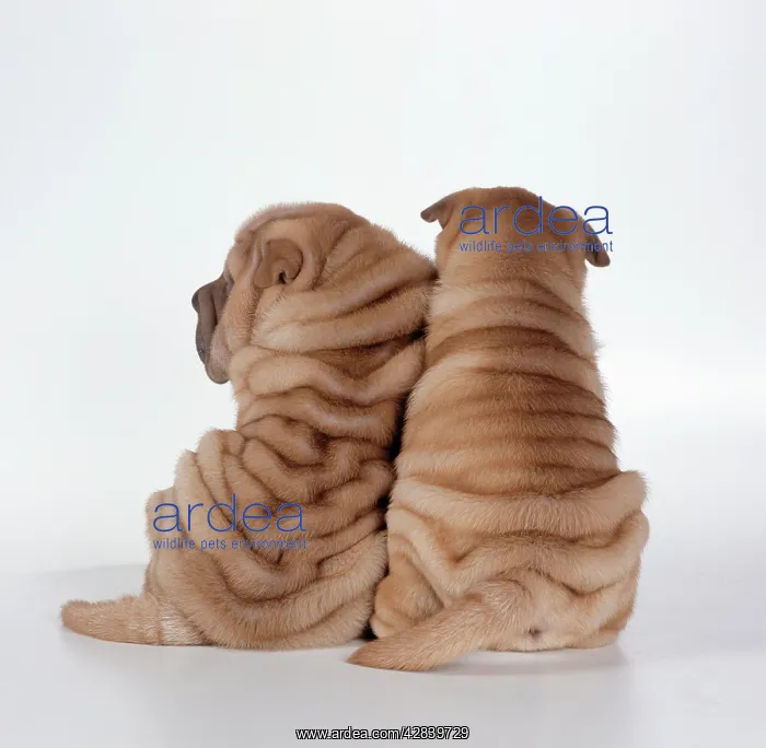 : DOG - two Shar Pei puppies, back view : DOG - two Shar Pei puppies, back view