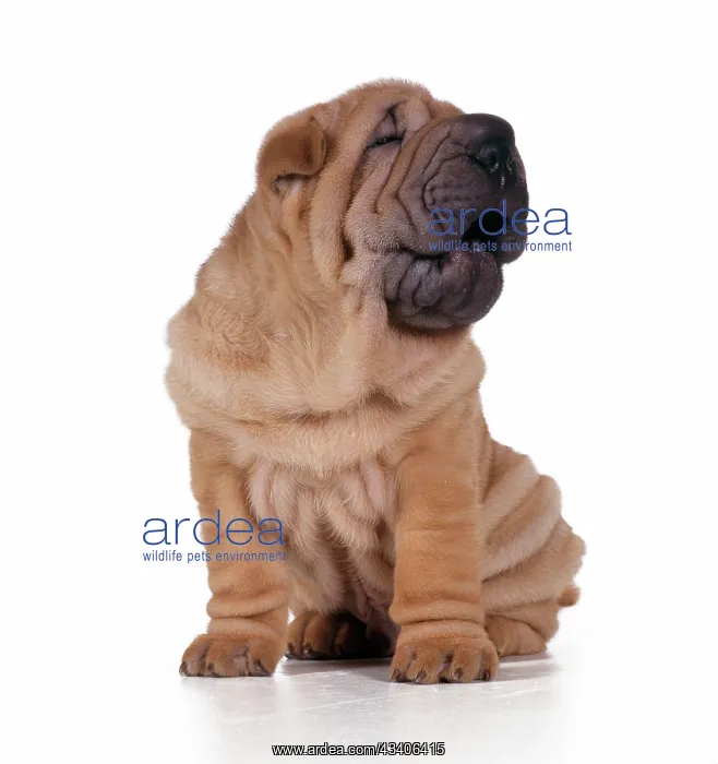 : DOG - Shar Pei Puppy : DOG - Shar Pei Puppy
