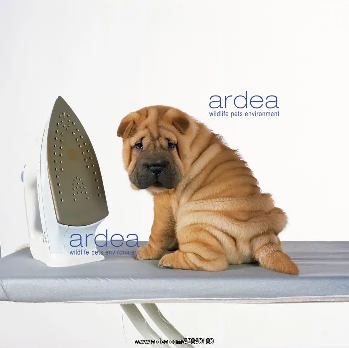  : DOG - Shar Pei puppy with iron on ironing board