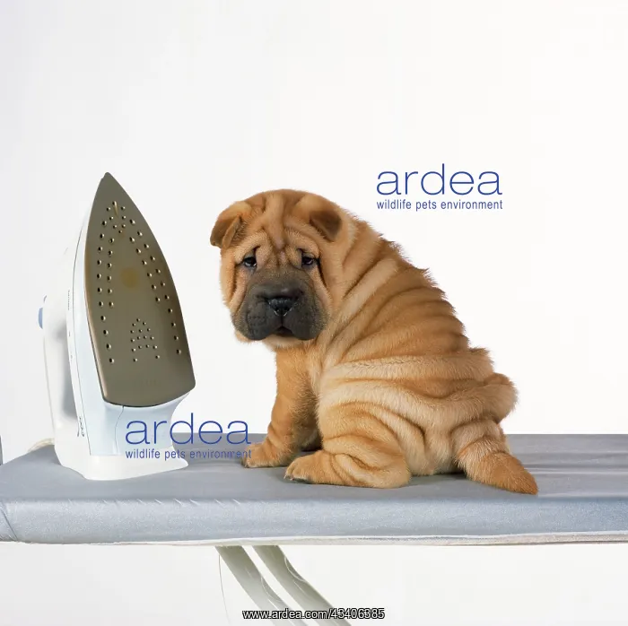  : DOG - Shar Pei puppy with iron on ironing board