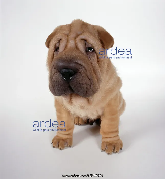  : DOG - Shar Pei puppy, sitting