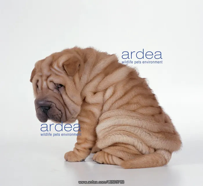  : DOG - Shar Pei puppy, sitting side view