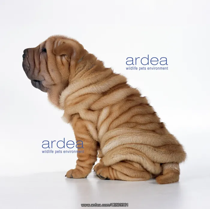  : DOG - Shar Pei puppy sitting, side view