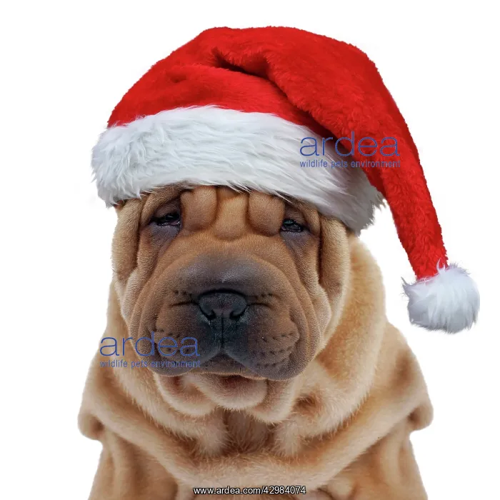 : Dog - Shar Pei puppy wearing Christmas hat : Dog - Shar Pei puppy wearing Christmas hat