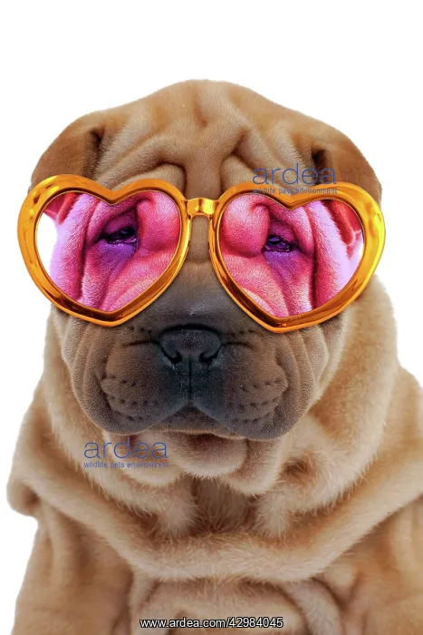 : Dog - Shar Pei puppy wearing pink and gold heart-shaped : Dog - Shar Pei puppy wearing pink and gold heart-shaped