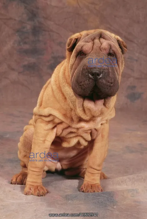  : DOG - Shar Pei, sitting
