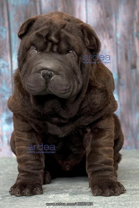  : Dog Shar Pei sitting