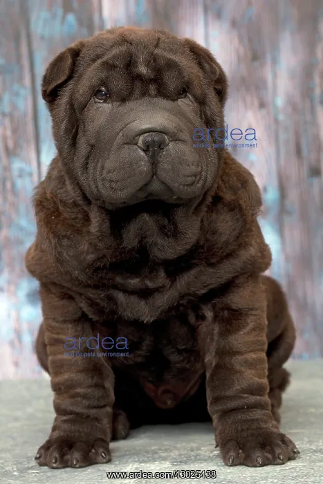  : Dog Shar Pei sitting