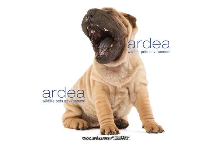  : Dog - Shar Pei - in studio yawning