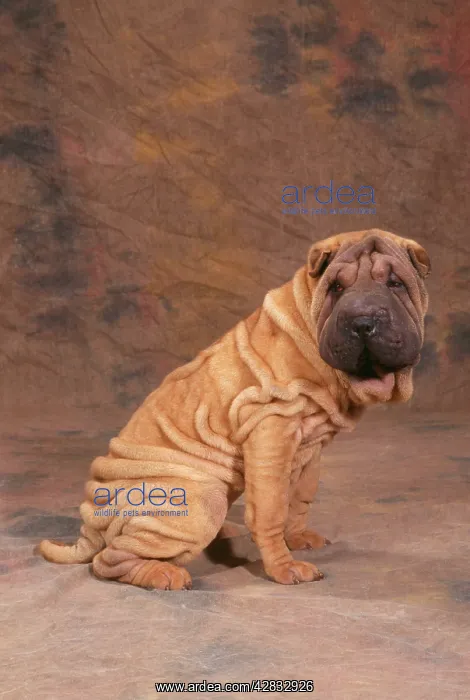 : DOG - Shar Pei, side view : DOG - Shar Pei, side view