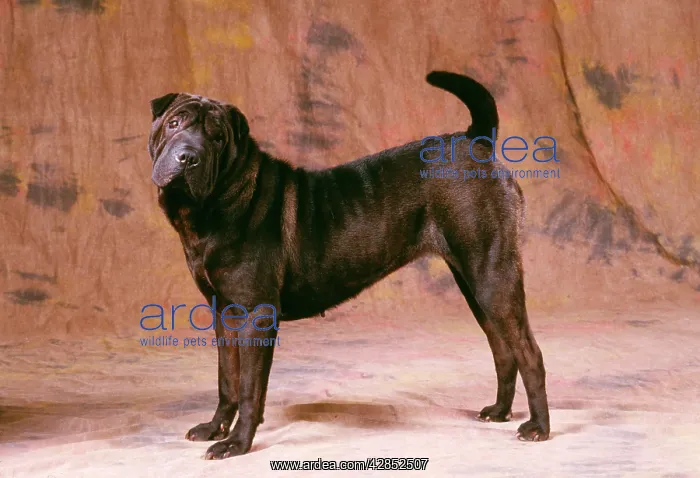 : DOG - Shar Pei, side view : DOG - Shar Pei, side view