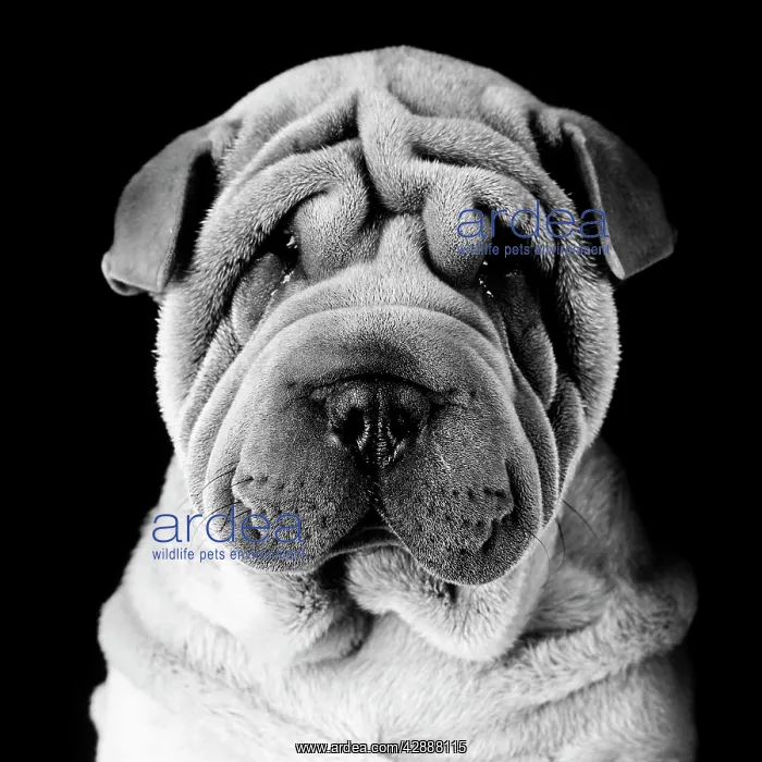  : Dog - Sharpei