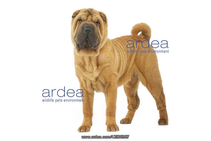  : Dog - Sharpei - brush coat