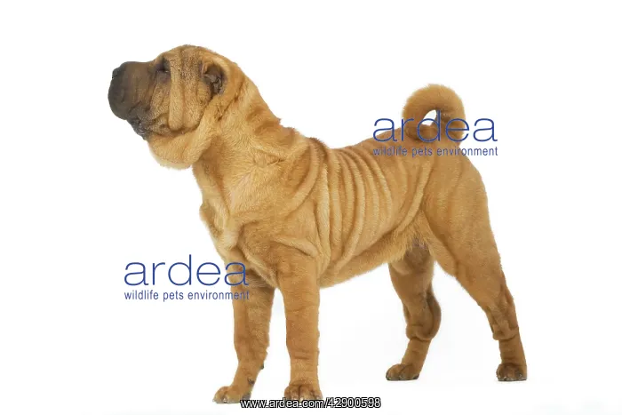  : Dog - Sharpei - brush coat