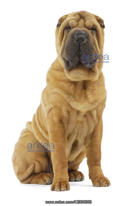  : Dog - Sharpei - brush coat
