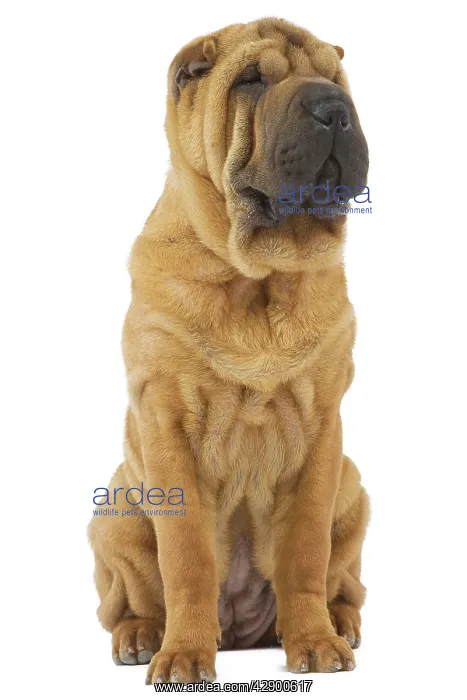  : Dog - Sharpei - brush coat