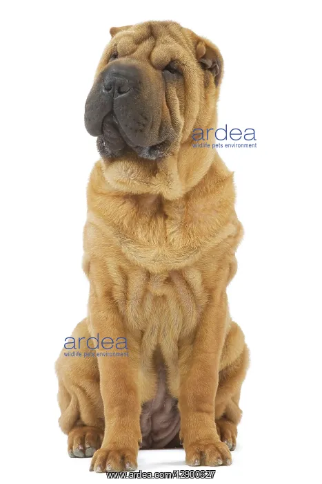  : Dog - Sharpei - brush coat